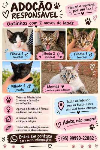 Doação de gatos 