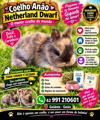 Coelho anão netherland 