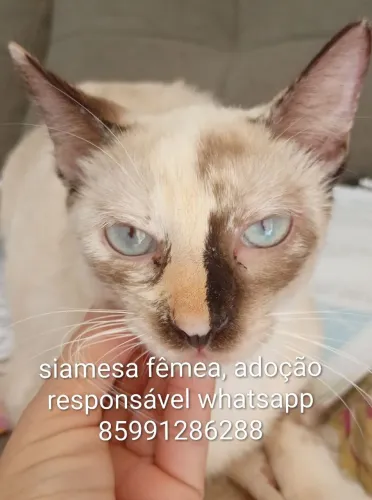 gatinhos super fofinhos 