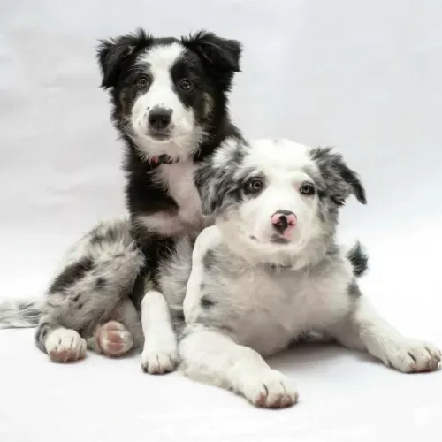 Border collie alegre