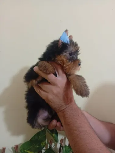 Yorkshire Terrier Pronto Para Novo Lar