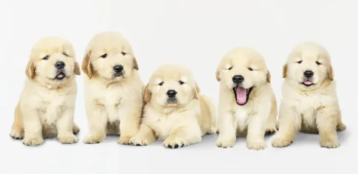 Golden retriever 2 meses