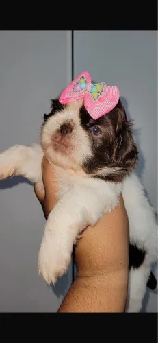 Shih-tzu branco e marrom olho claro vermifugada