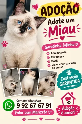 Adoção de gatinha