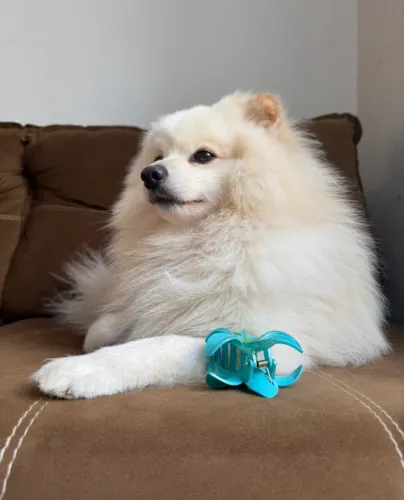 Spitz alemão procura namorada 