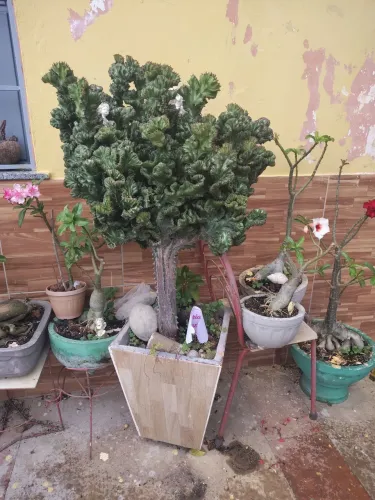 Plantas