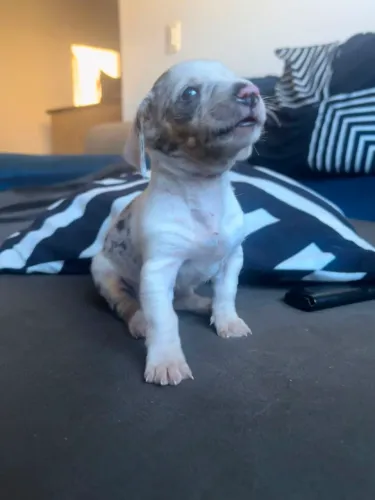 Filhote Cofap Alerquina dachshund salsicha Fêmea original