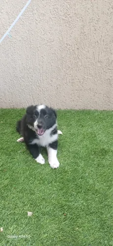 Vende-se um filhote Border Collie