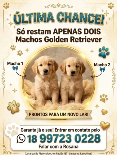 Golden Retriever Apenas 2 Machos