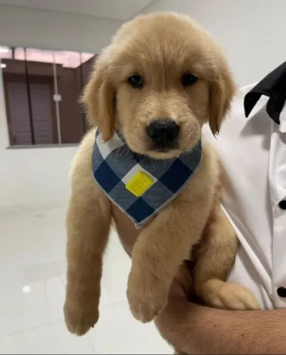 Filhotes de Golden Retriever Disponiveis.