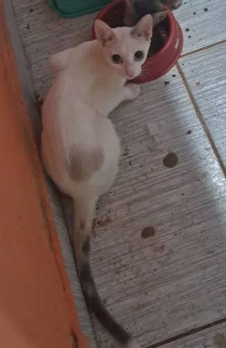 Doação de Gatinhos