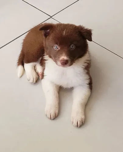 Filhotes de Border Collie