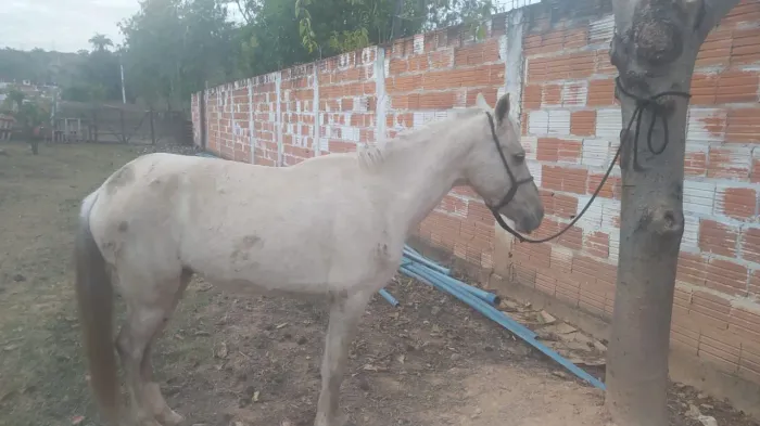 Venda de animal 