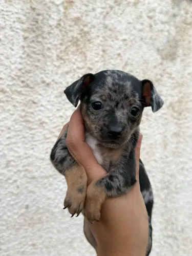 Pinscher macho merle