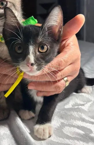 Lindo gatinho frajola para adoção