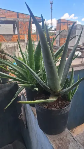 Planta Babosa