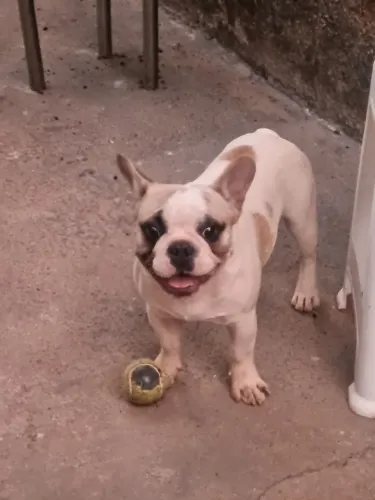 Buldogue francês 