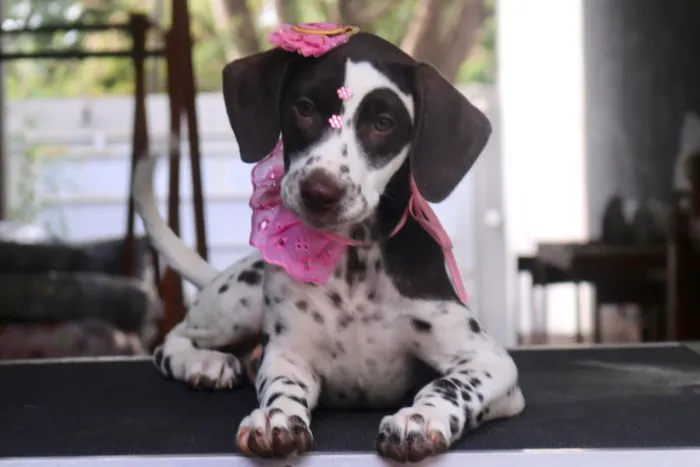DALMATA FÊMEA PARCELAMOS 