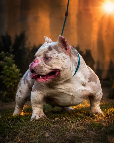 Filhote American Bully Micro