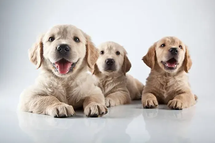 Filhote de Golden Retriever O Filhote Que Encanta Com Seu Jeito Carinhoso