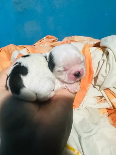 Filhotes de Shih tzu