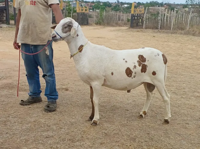 Carneiro Santa Inês P.O.