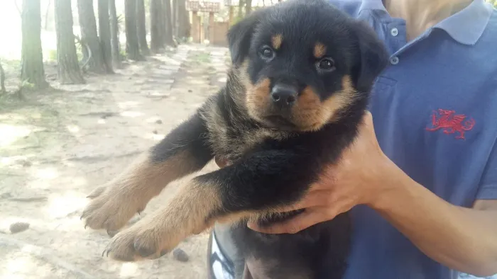Rottweiler Filhotes 
