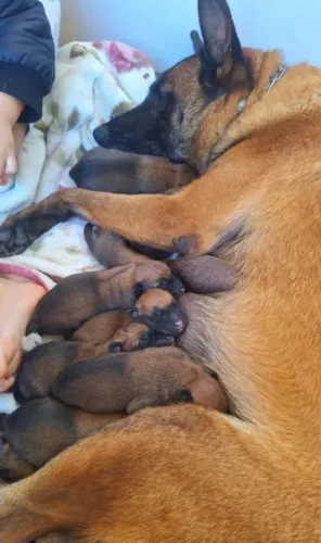 Filhotes de Pastor Belga Malinois