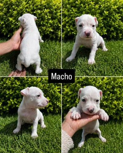 Vendo Pitbull American Bully com asterfarle 