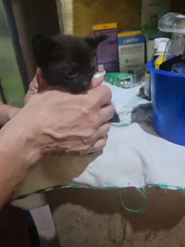 Lindos gatinhos