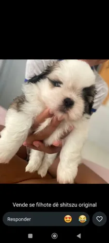 Shih - Tzu