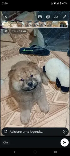 Chow chow filhote 
