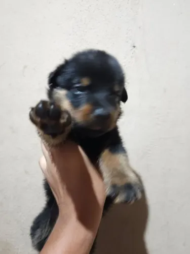 Vendo filhota de rotwailler femea 