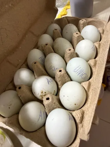 Ovos férteis de Ameraucana