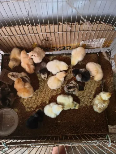 Vende se pitinhos caipira 