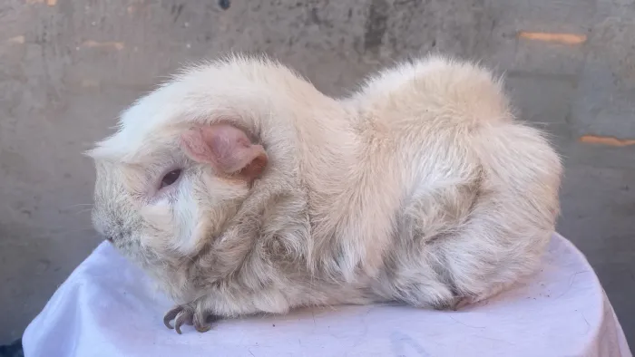 Porquinho-da-índia macho