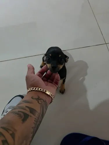 Filhote de pinscher macho n.1 