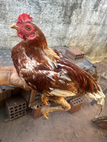 Frango caipira 