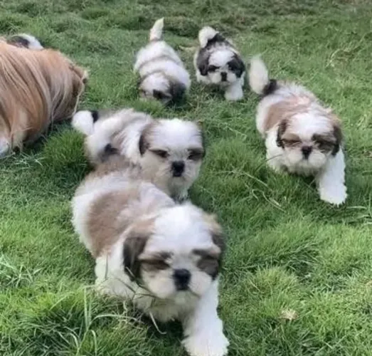 Shih tzu 0