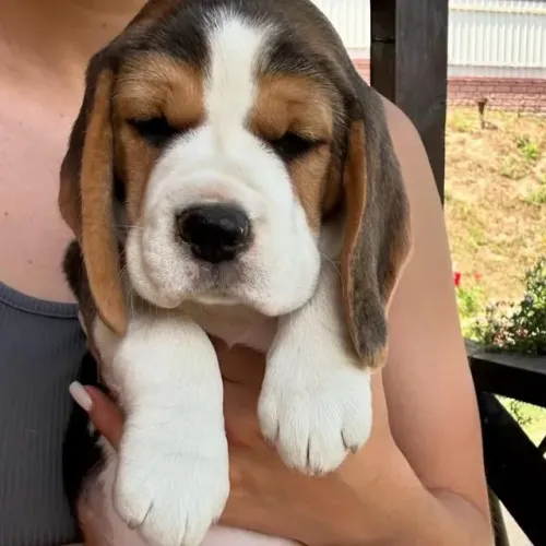 Filhotes de Beagle | Uma amizade verdadeira!