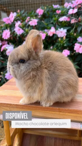 Mini coelho (anão netherland)