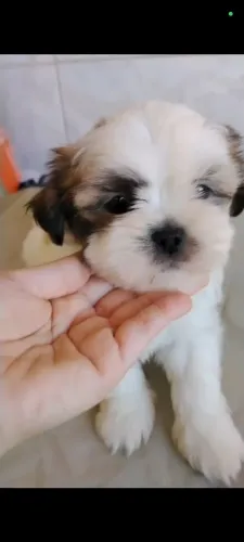 Vendo linda fêmea Shitzu cor branca com caramelo.