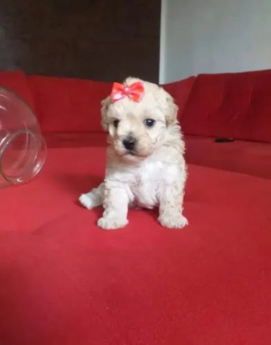 Poodle toy lindos : Melhor opção dia dos namorados