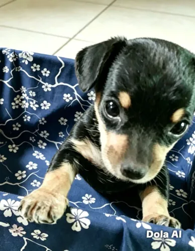 Pincher á venda 