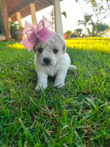 Bichon frise-machos e fêmeas Pedigre Cbkc