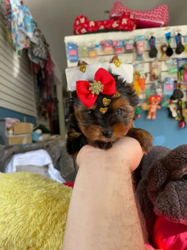 Yorkterrier fêminha mini a pronta entrega