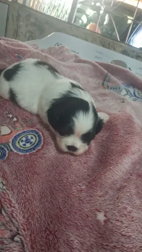 Vende se filhote lhasa apso