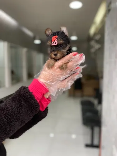 Filhotes de Yorkshire Terrier muito fofos