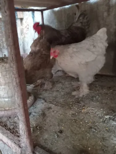 Galinha Brahma - leia a descrição 
