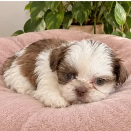 Shitzu Shih Tzu fêmea filhote